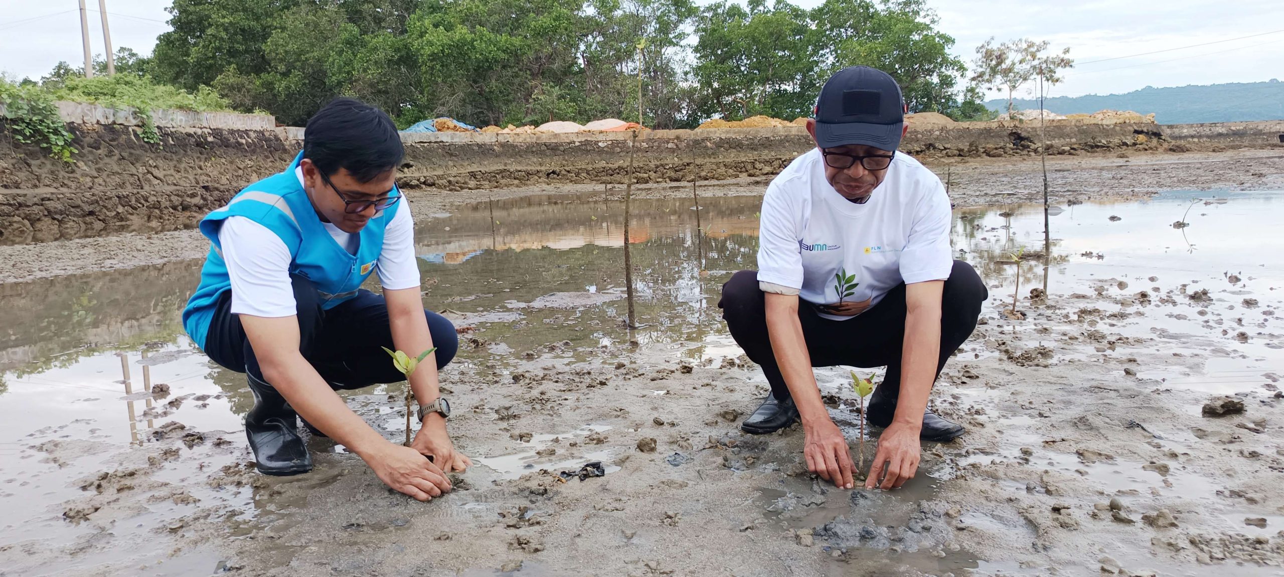 PLN NPS Tanam Mangrove Lindungi Pesisir Baubau