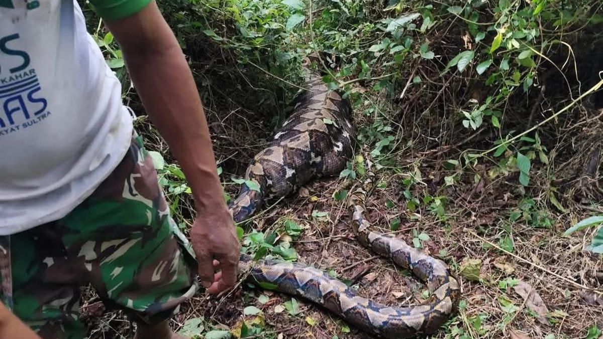 Kronologi Lansia di Busel Tewas Ditelan Ular Piton